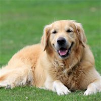 Oriago - Via Marmolada - Watch Tissot Man Prx in Steel T1374101103100 - T1374101103100